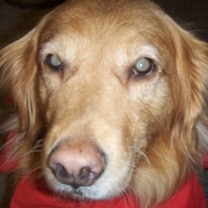 Meet your Posher, Ellen